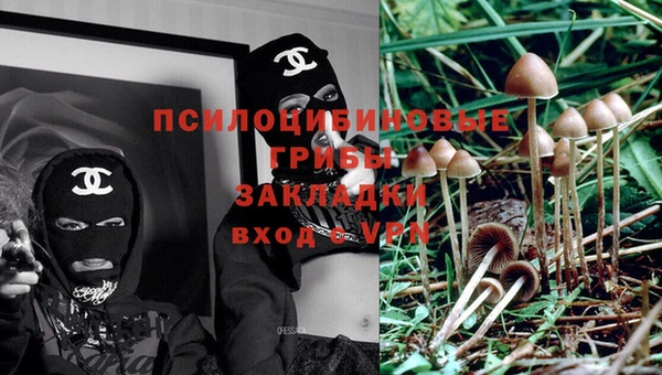 гидра Елизово